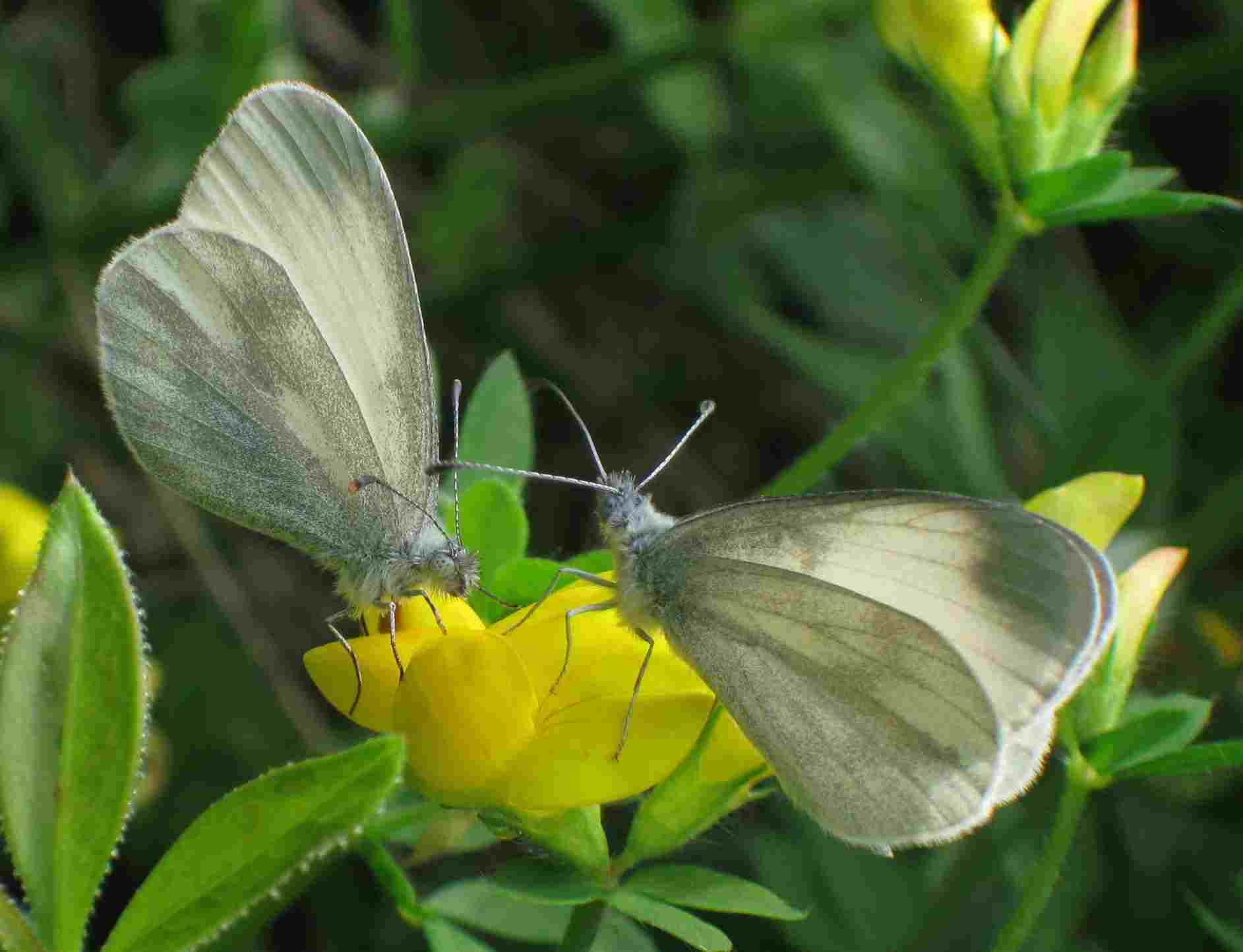 Leptidea sinapis Leptidea sinapis
